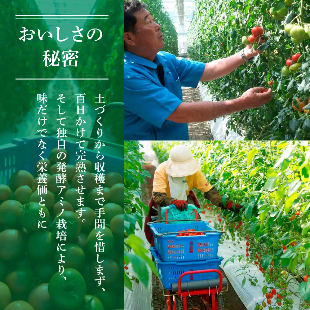 【先行予約】【フルーツトマト】訳あり 1kg【2027年1月上旬以降順次発送】[BQAG052] トマト