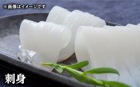 対馬産 ヤリイカ 3杯 [WCN004]新鮮 冷凍発送 やりいか 刺身 海鮮
