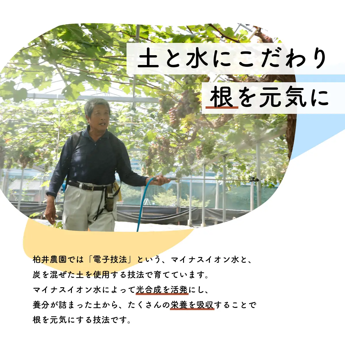 【先行予約・2026年9月】 数量限定 大粒ピオーネ 1.5kg 産地直送 農家直送 甘い 大きい 種なし ぶどう 果物 限定品