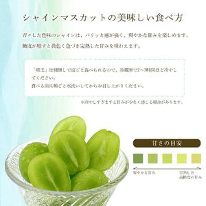 岡山県産 シャインマスカット 晴王 2房 約1.4kg ハレノフルーツ |  シャインマスカット