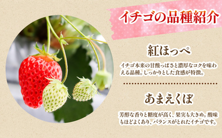 いちご 紅ほっぺ あまえくぼ 食べ比べ 270g×2パック 苺 いちご