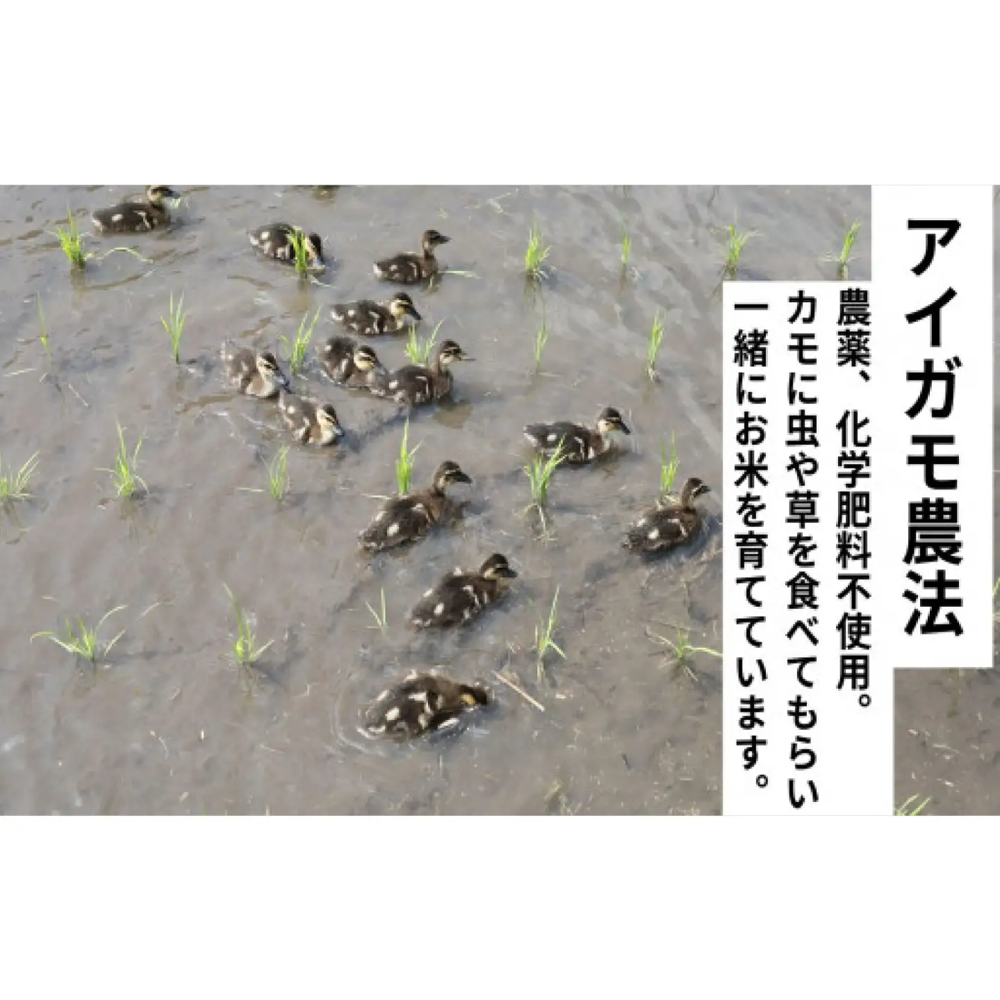 【6回定期便】令和7年度産コシヒカリ 「カモしゃん米」（玄米）5kg 【こしひかり お米 農家直送 無農薬 化学肥料不使用 玄米 安心 安全 令和6年度産】