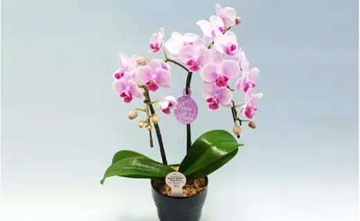 胡蝶蘭 2本立て ピンク ランラン 花 ミディ胡蝶蘭