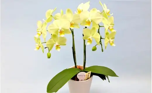 胡蝶蘭 鉢植え イエロー カーリー 2本立 花 ミディ胡蝶蘭  
