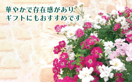 花 ウェルカム レンゲローズ 四季咲き ミニ バラ