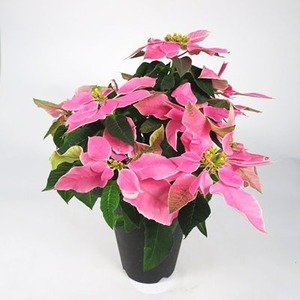 【 先行予約 ：2026年11月発送 】 花 プリンセチア ポインセチア ピンク 系 5号 花