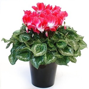 【 先行予約 ：2026年12月から発送 】 花 シクラメン 6号鉢植え花 鉢花 プルマージュ 花 花