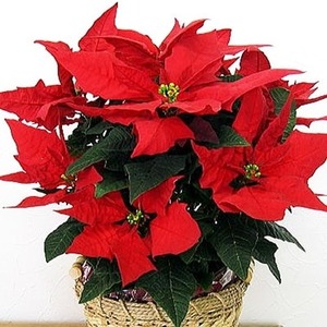 【 先行予約 ：2026年12月発送 】 花 ポインセチア 赤 5号 クリスマス 花