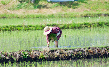 三重県産 新米 きぬひかり 10kg　米 お米 こめ コメ 白米 三重県 津市 パン 