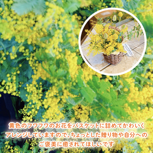 【先行予約】【2027年3月以降配送・数量限定】ミモザのバスケットアレンジ（限定品）【インテリア おしゃれ 壁飾り プレゼント お花 ギフト ナチュラル アレンジ フラワーアレンジ 水戸市 水戸 茨城県】（KW-4）