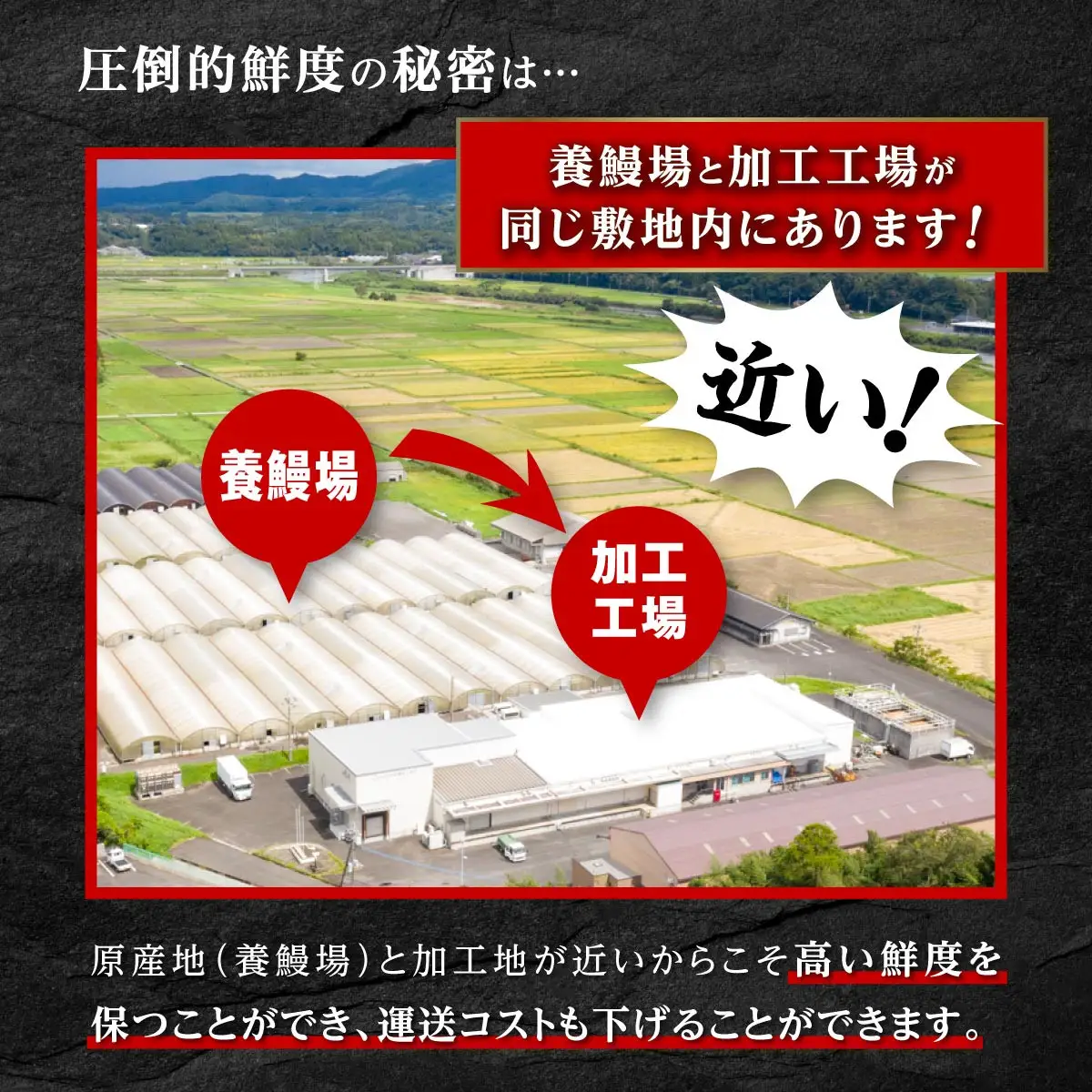 鹿児島県産 うなぎ カット 蒲焼 5袋　計250g以上（パック個包装）｜国産 うなぎ 鰻 蒲焼 かばやき 魚 魚介 魚貝 海鮮 うな重 ひつまぶし ギフト 人気 おすすめ 鹿児島県 大崎町 大隅半島
