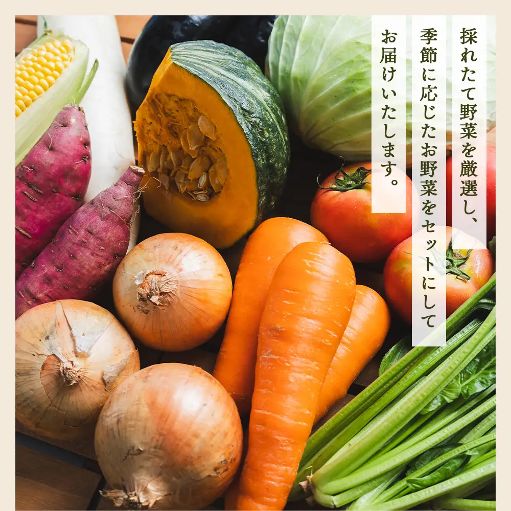 【定期便】野菜5種前後 | 野菜 定期便 野菜 定期便 野菜 定期便  Wyr-0029