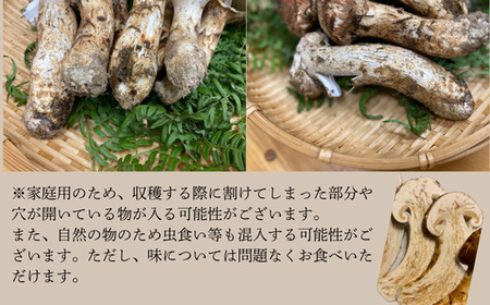 G-3　信州産「松茸」400g ご家庭用 訳あり品