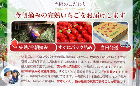 【 いちご１２月から計6回定期便 】 ◆古都華　約３００g×２パック×６回 ◆ 【今朝摘みの丸笑いちご園】 ／ フルーツ いちご 苺 イチゴ 果物 くだもの 新鮮 完熟 朝採り 高級 希少品種 甘い 奈良県 葛城市【maru-tkb003】