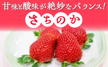 【2027年1月以降順次発送】さちのか 1kg（250g×4パック） / 佐賀県 / リフルット株式会社 [41ABAA006]