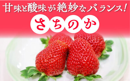【2027年1月以降順次発送】さちのか 500g（250g×2パック） / 佐賀県 / リフルット株式会社 [41ABAA007]