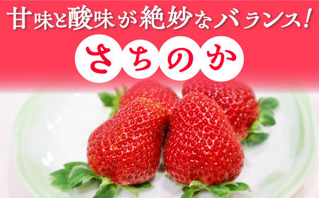 【2027年1月以降順次発送】さちのか 1.5kg（250g×6パック） / 佐賀県 / リフルット株式会社 [41ABAA008]