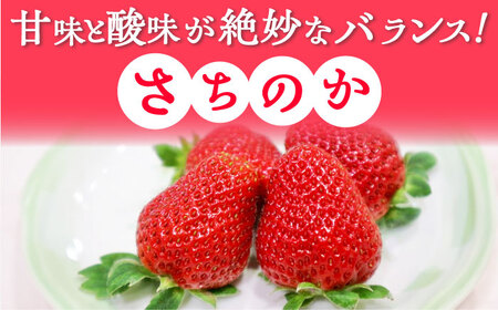 【2027年1月以降順次発送】さちのか 2kg（250g×8パック） / 佐賀県 / リフルット株式会社 [41ABAA009]