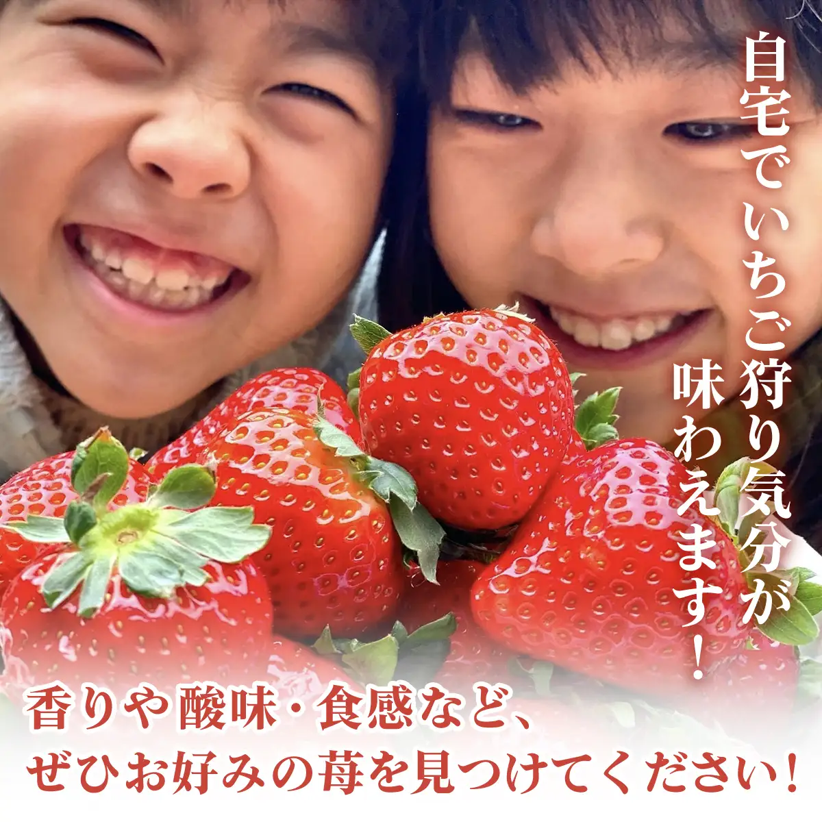 【先行予約】【1月から発送】自宅でいちご狩り気分! 完熟いちご6品種食べ比べセット 800g以上 ／いちご イチゴ 苺 果物 くだもの フルーツ 旬のくだもの 季節のフルーツ 食べ比べ 詰め合わせ セット 希少品種 千葉県 山武市 SMB002