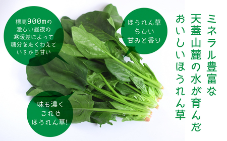 令和8年産 ほうれん草 180g×2袋 ほうれん草 ほうれんそう