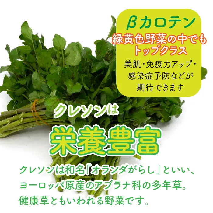 【産地直送】朝摘み新鮮！道志村産クレソン 5束（350～400g） DSAA001 【期間限定】