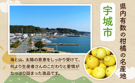 令和8年熊本地震復興支援 先行予約 熊本県宇城市産 パール柑 約10kg 【2027年3月上旬から4月上旬発送予定】文旦 柑橘 フルーツ 果物 果実 みかん 蜜柑 ミカン