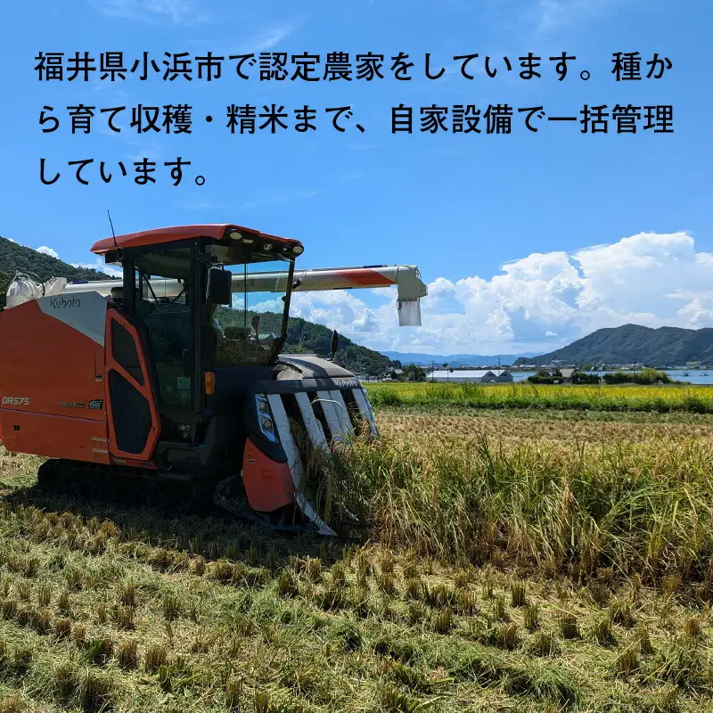 【先行予約/10月以降配送】【令和8年産】福井県産 ミルキークイーン 白米 10kg / 米 お米 おこめ 精米 ミルキークイーン 10キロ 小浜市 / Grow Farm [BFDI001] 