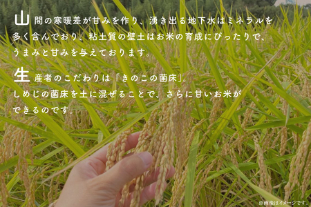 【先行予約】【2026年9月末より順次発送開始】【茨城県共通返礼品/潮来市】【12ヶ月定期便】栽培期間中出来るだけ農薬を減らしたかすみ米 5kg(玄米)　茨城県潮来市産(BI-91)