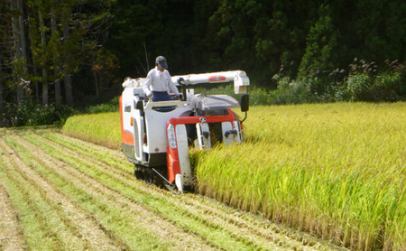 米 令和6年度産 コシヒカリ 10kg  白米 精米 生産者直送 直送