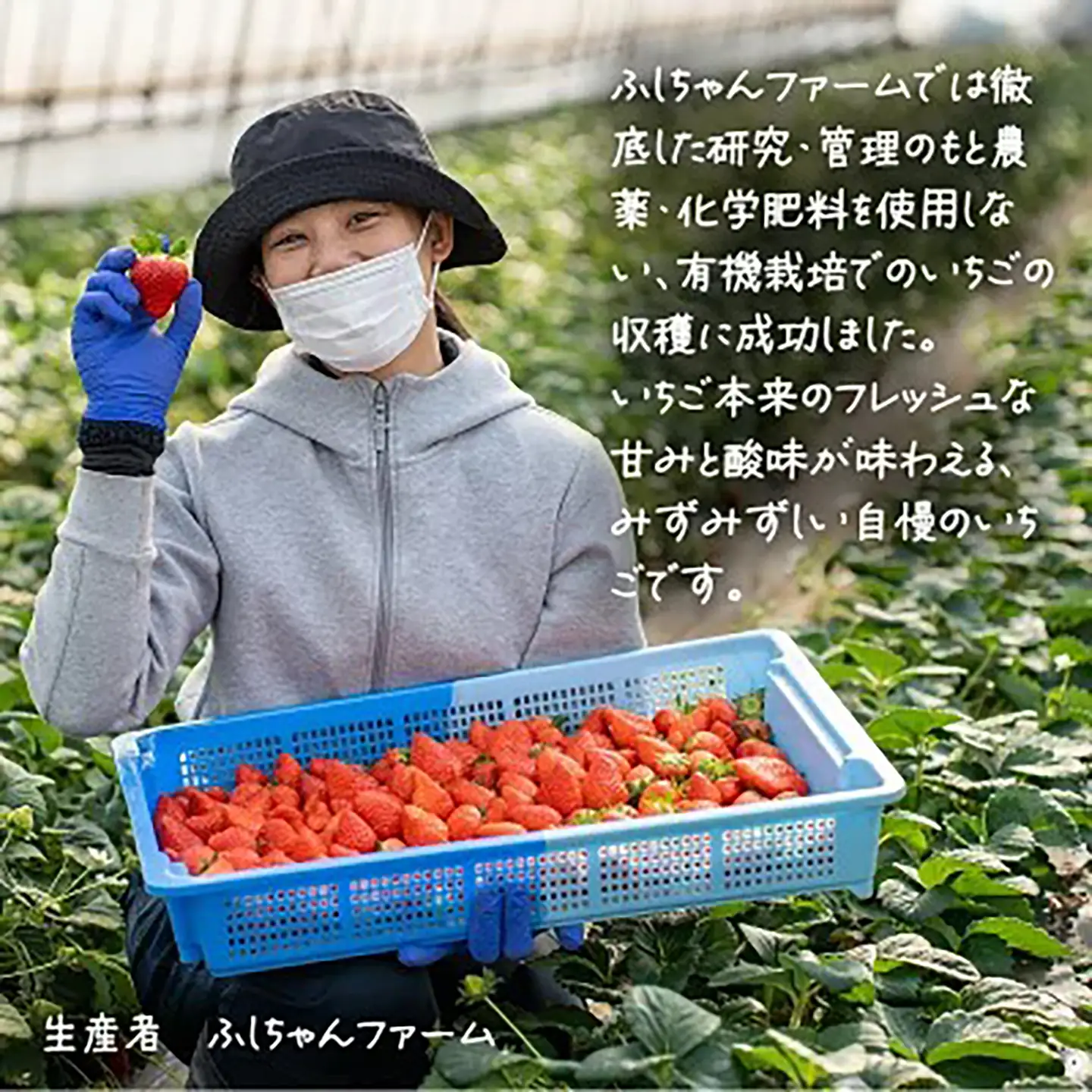 いちご 有機栽培 恋みのり 400g いちご　