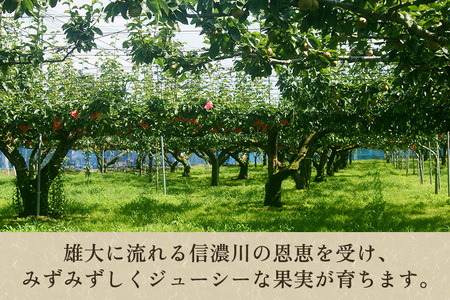 【2024年】【小玉】 西洋梨ル・レクチェ 約3㎏ （12～14玉） 《11月下旬以降発送》