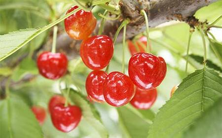 《先行予約》2027年 山形県産 紅さやか バラ詰め(パック）500g M～L やまのべ多田耕太郎のさくらんぼ サクランボ フルーツ 果物 くだもの F4A-0481