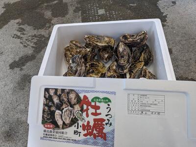 【びんご圏域連携】 【全3回定期便 先行予約】 地元を味わう名産便（吉名じゃがいも・うつみ牡蠣小町・ジビエ） 広島県福山市/一般社団法人世羅町観光協会 肉 猪 海産物 牡蠣 野菜 じゃがいも 定期便 [BABM002]