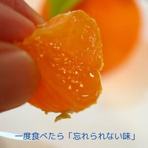 小原紅早生みかん（露地）約3.0kg