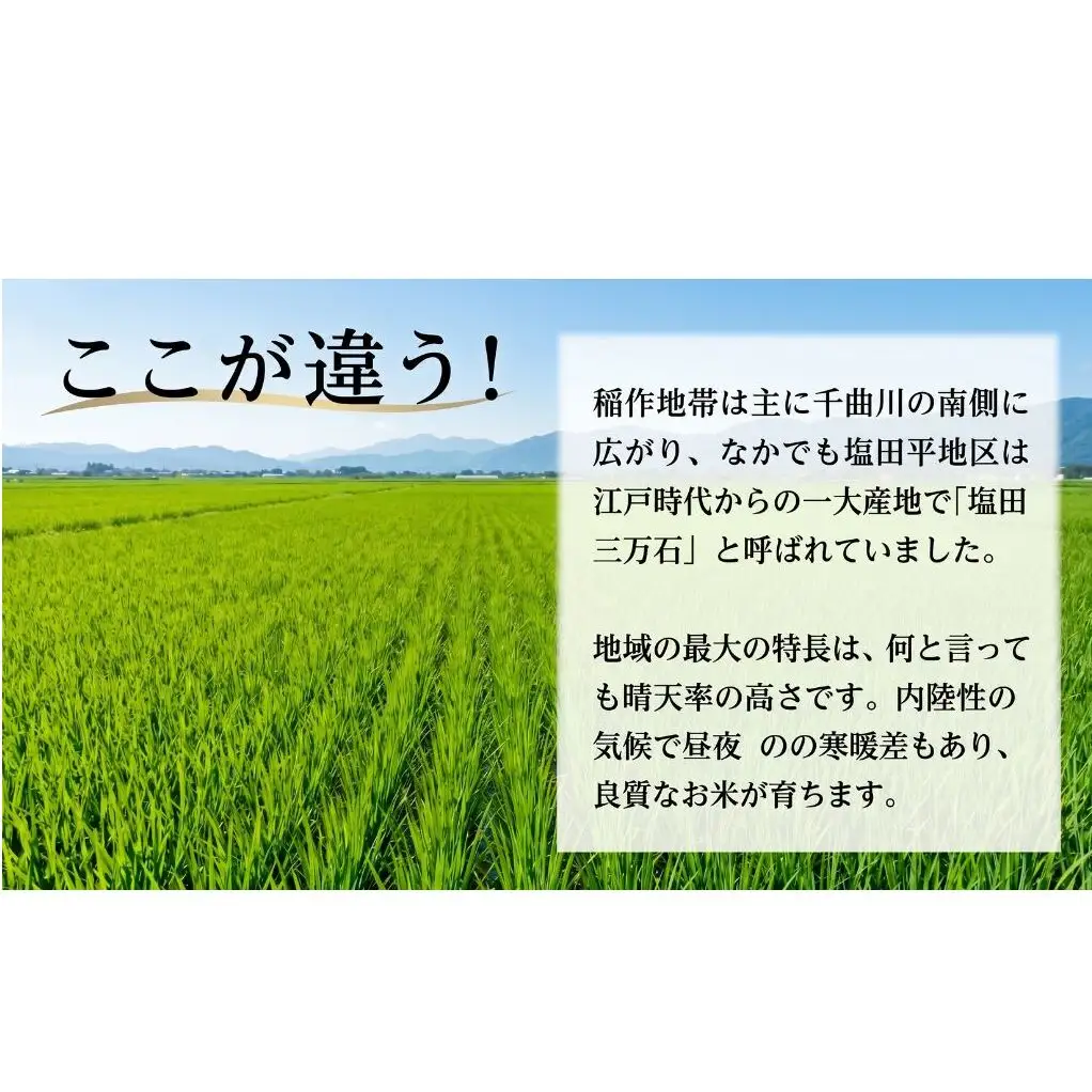 米 コシヒカリ 10kg お米 白米 精米 単一原料米 ブランド米 銘柄米 10キロ 令和7年産 長野県産 長野 長野県 上田市
