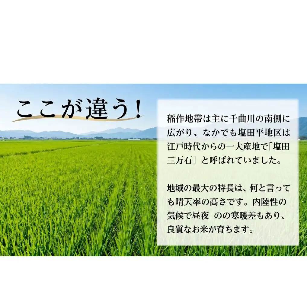 米 コシヒカリ 20kg (10kg×2袋) お米 白米 精米 単一原料米 ブランド米 銘柄米 20キロ 令和7年産 長野県産 長野 長野県 上田市