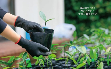 Fukukitaru-フクキタル-　観葉植物　