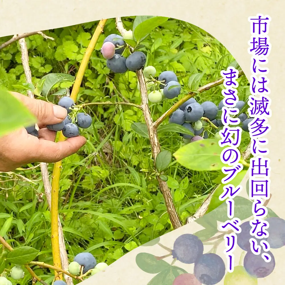 【ふるなびWEEK対象】ブルーベリー 2kg [ku001-2kg] フルーツ ベリー