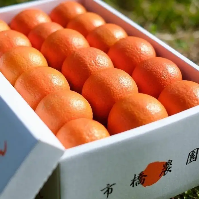 ＜先行予約／数量限定＞【市橋農園】屋久島産たんかん 5キロ箱（秀品／贈答用としても)