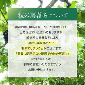 【2026年先行予約】 クイーンルージュ® 2房 【9月下旬～11月上旬にかけて順次発送予定】 