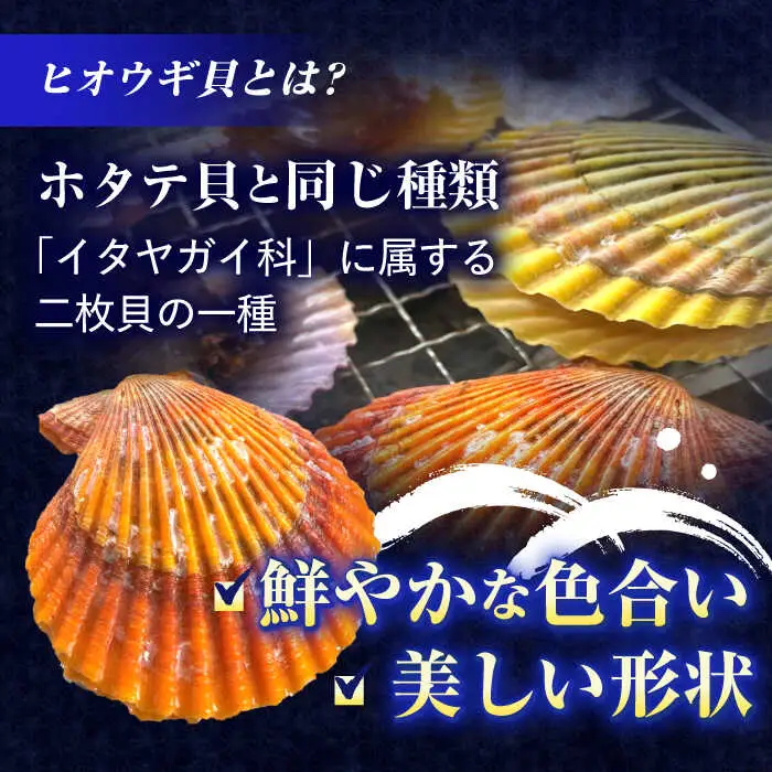 【ホタテ以上の旨味！】ヒオウギ貝 10枚(殻長7.5cm以上) / 貝 かい 魚介 ぎょかい 海鮮 かいせん 海産物 / 諫早市 / 橘湾中央漁業協同組合 [AHDP001]