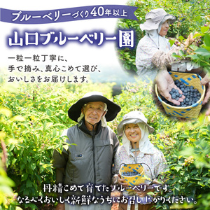 【2026年発送】 先行予約 国産 ブルーベリー 1kg フルーツ ベリー 果物 小分け  080-01