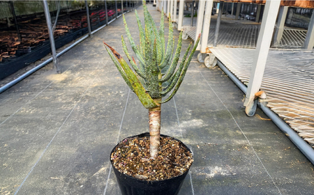 アロエ ディコトマ 1株 長与町／アグリューム Aloidendron dichotomum（Aloe dichotoma）[EAI138] 