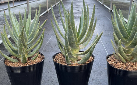 アロエ ディコトマ 3株 Aloidendron dichotomum（Aloe dichotoma）長与町／アグリューム[EAI145] 