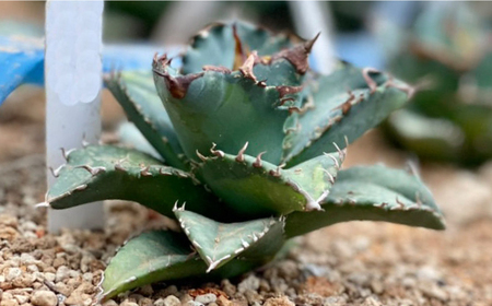 Agave titanota アガベ チタノタ 1株 長与町/アグリューム[EAI151] 
