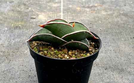 サンセベリア ロリダ Sansevieria rorida 3株 長与町/アグリューム[EAI168] 