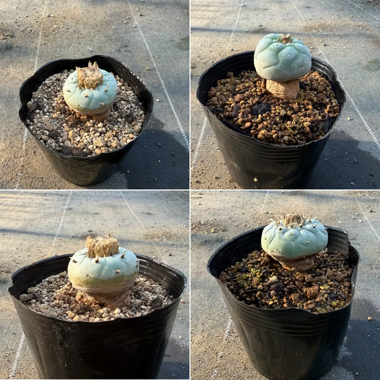 ロフォフォラ 銀冠玉 Lophophora fricii １株 長与町/アグリューム[EAI176] 