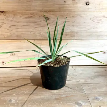 Yucca rigida ユッカ リギダ 1株 長与町/アグリューム[EAI183] 