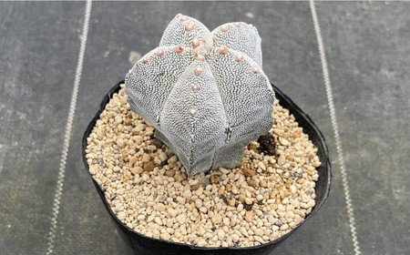 astrophytum myriostigma cv. onzuka アストロフィツム 恩塚鸞鳳玉 長与町/アグリューム[EAI189] 
