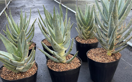 アロエ ディコトマ 5株 Aloidendron dichotomum（Aloe dichotoma）長与町/アグリューム[EAI192] 